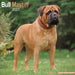 Bull Mastiff 2027 Square Wall Calendar