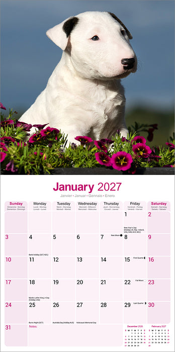 Bull Terrier 2027 Square Wall Calendar