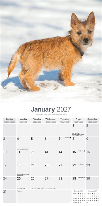 Cairn Terrier 2027 Square Wall Calendar