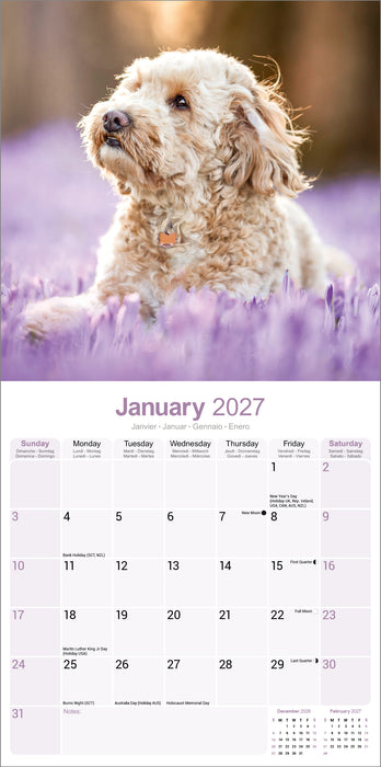 Cockapoo 2027 Square Wall Calendar