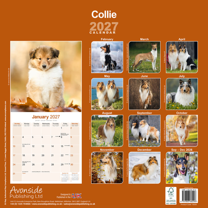 Collie 2027 Square Wall Calendar