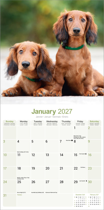 Longhaired Dachshund 2027 Square Wall Calendar