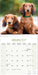 Longhaired Dachshund 2027 Square Wall Calendar