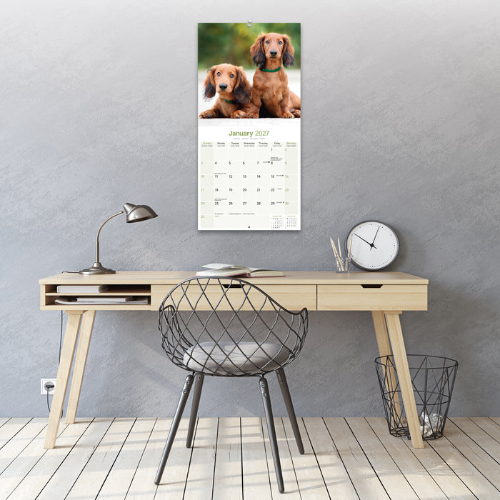 Longhaired Dachshund 2027 Square Wall Calendar