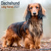 Longhaired Dachshund 2027 Square Wall Calendar