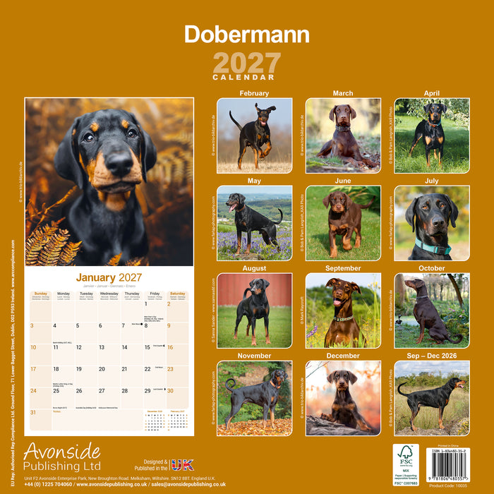 Dobermann Euro 2027 Square Wall Calendar
