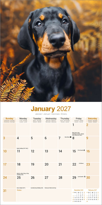 Dobermann Euro 2027 Square Wall Calendar