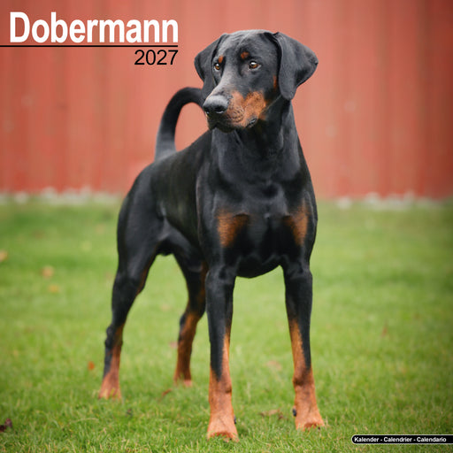 Dobermann Euro 2027 Square Wall Calendar