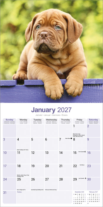 Dogue de Bordeaux 2027 Square Wall Calendar