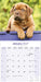 Dogue de Bordeaux 2027 Square Wall Calendar