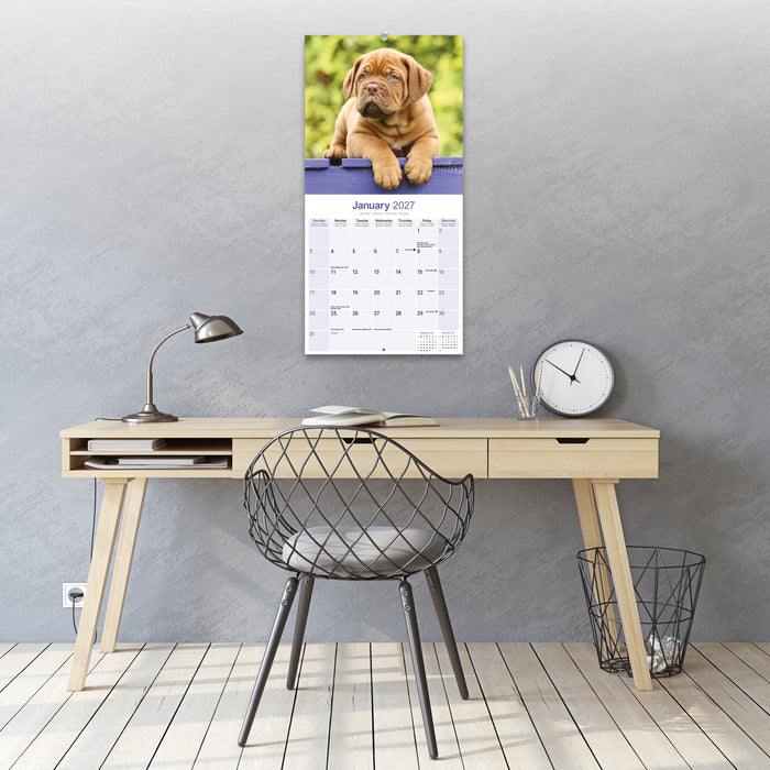 Dogue de Bordeaux 2027 Square Wall Calendar
