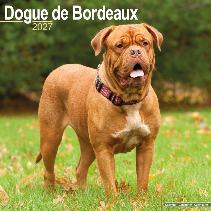 Dogue de Bordeaux 2027 Square Wall Calendar