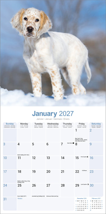 English Setter 2027 Square Wall Calendar