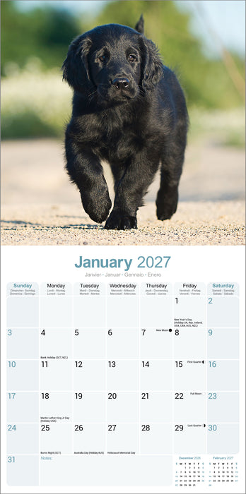 Flatcoated Retriever 2027 Square Wall Calendar