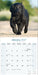 Flatcoated Retriever 2027 Square Wall Calendar