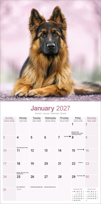 German Shepherd 2027 Square Wall Calendar