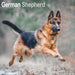 German Shepherd 2027 Square Wall Calendar