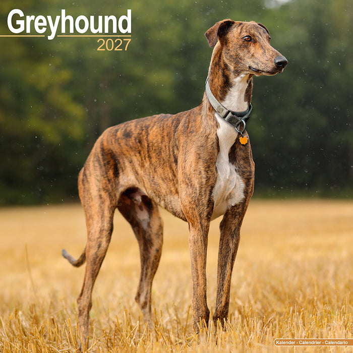 Greyhound 2027 Square Wall Calendar