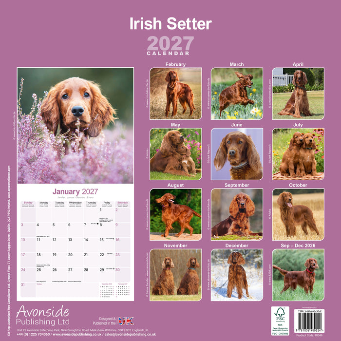Irish Setter 2027 Square Wall Calendar