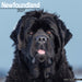 Newfoundland 2027 Square Wall Calendar
