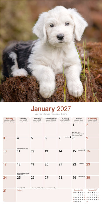 Old English Sheepdog 2027 Square Wall Calendar