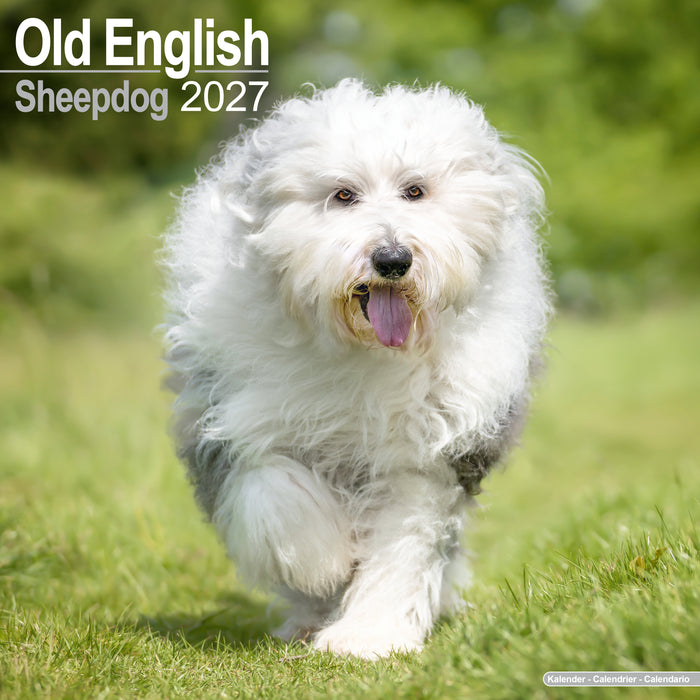 Old English Sheepdog 2027 Square Wall Calendar