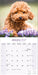 Poodle Toy and Miniature 2027 Square Wall Calendar