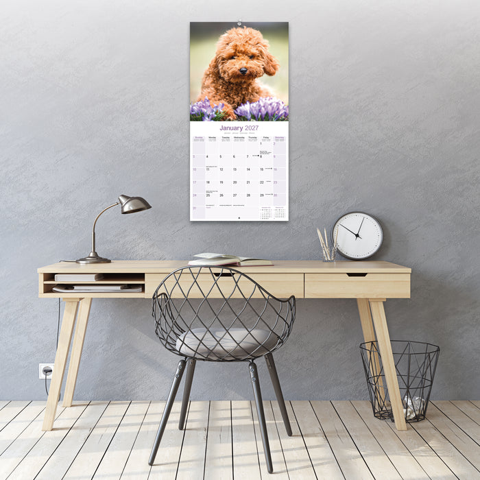 Poodle Toy and Miniature 2027 Square Wall Calendar