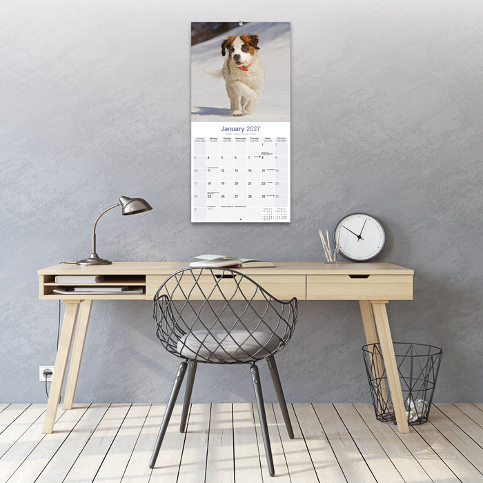Saint Bernard 2027 Square Wall Calendar