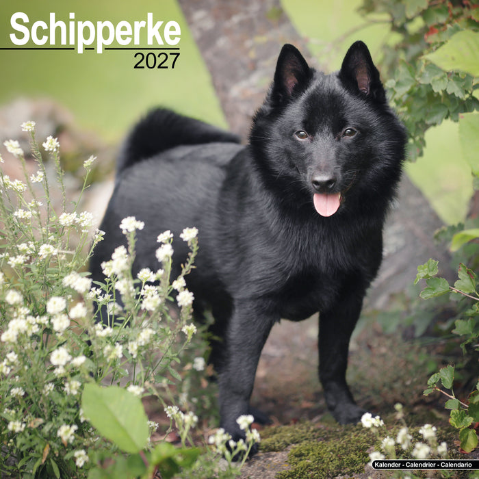 Schipperke 2027 Square Wall Calendar