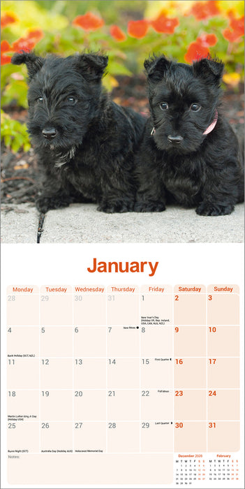 Scottish Terrier 2027 Square Wall Calendar