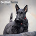 Scottish Terrier 2027 Square Wall Calendar