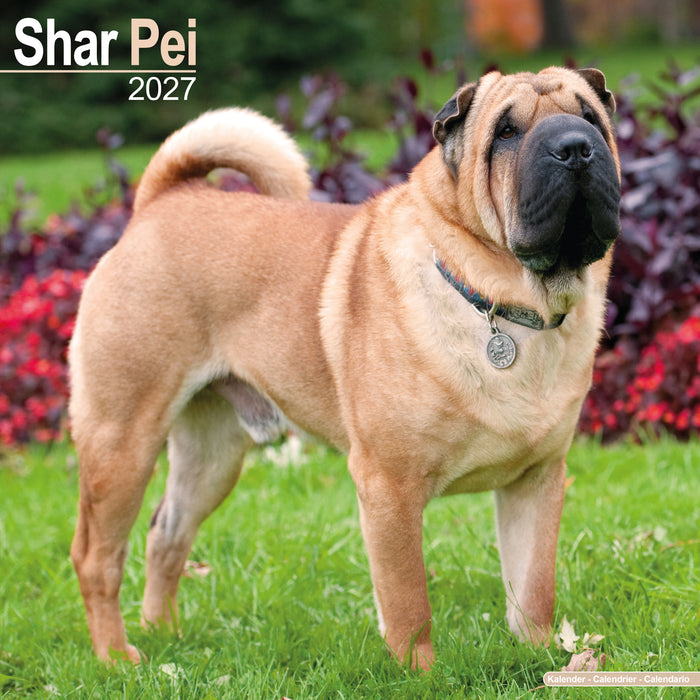 Shar Pei 2027 Square Wall Calendar
