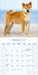 Shiba Inu 2027 Square Wall Calendar