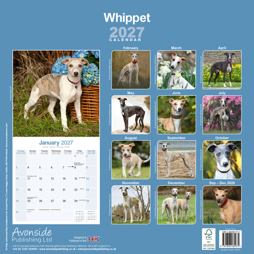 Whippet 2027 Square Wall Calendar