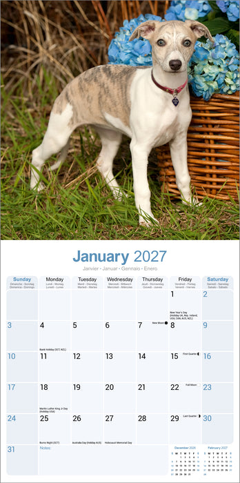 Whippet 2027 Square Wall Calendar