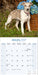 Whippet 2027 Square Wall Calendar