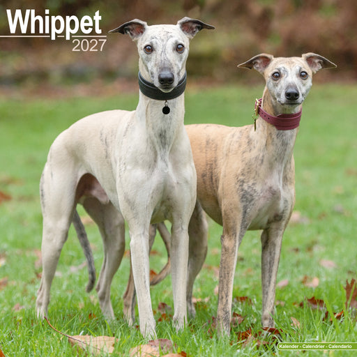 Whippet 2027 Square Wall Calendar