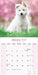 White Shepherd 2027 Square Wall Calendar