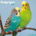 Budgerigar 2027 Square Wall Calendar