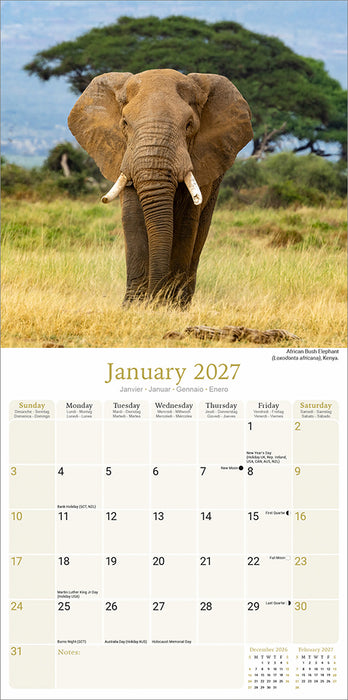 African Wildlife 2027 Square Wall Calendar