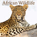 African Wildlife 2027 Square Wall Calendar
