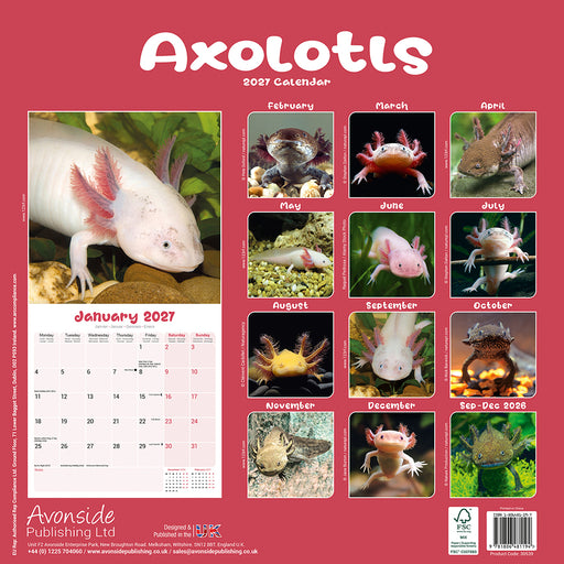 Axolotls 2027 Square Wall Calendar