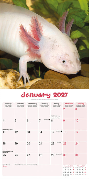 Axolotls 2027 Square Wall Calendar
