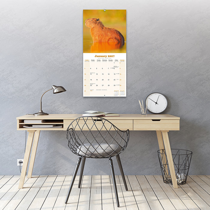 Capybara 2027 Square Wall Calendar