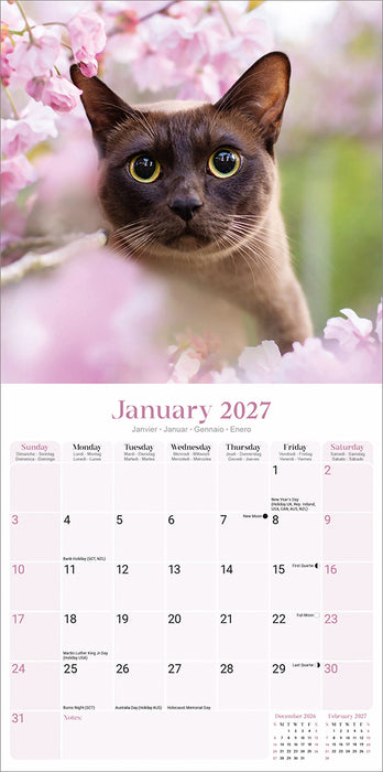 Burmese Cats 2027 Square Wall Calendar