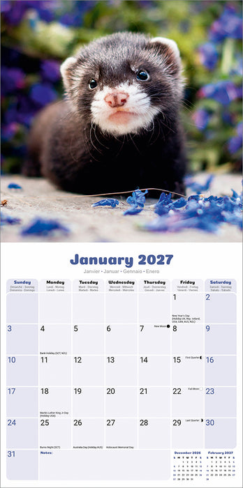 Ferrets 2027 Square Wall Calendar