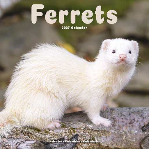 Ferrets 2027 Square Wall Calendar