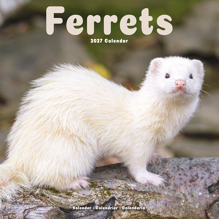 Ferrets 2027 Square Wall Calendar