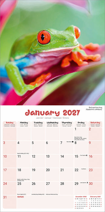 Frogs 2027 Square Wall Calendar